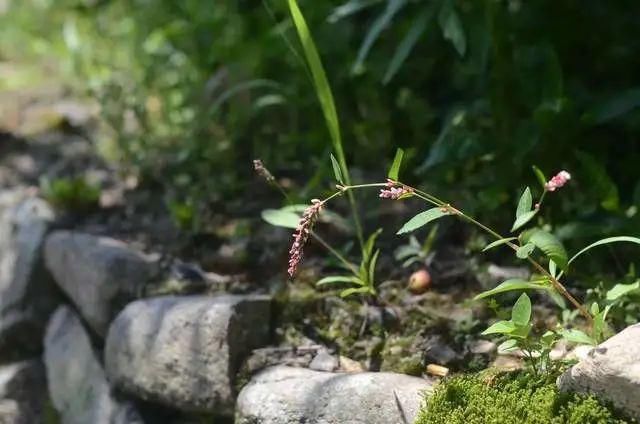  屿北古村，形若莲花绽放千年