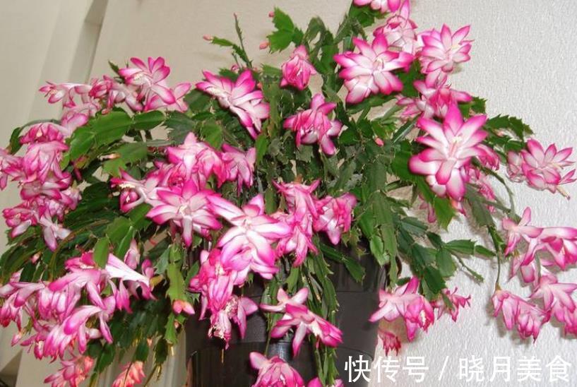 秋冬蟹爪兰叶片软软的，教你一个小技巧，叶片硬朗花开爆盆