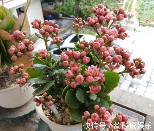 花卉|冬天养上“2种花”，天气冷，开花反而越多，花期100多天！