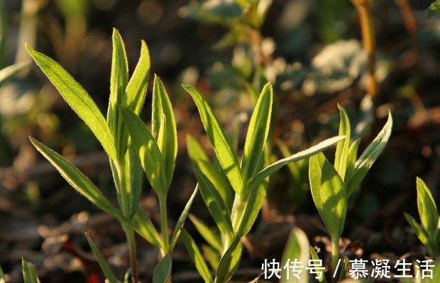吃法|68种野菜图片,教你认识不同的野菜和吃法,你想要的野菜这里都有