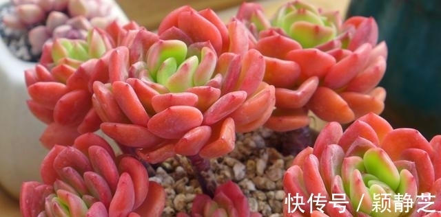 多肉最美的状态有很多种,对糖心情有独钟,6个品种出糖心真漂亮