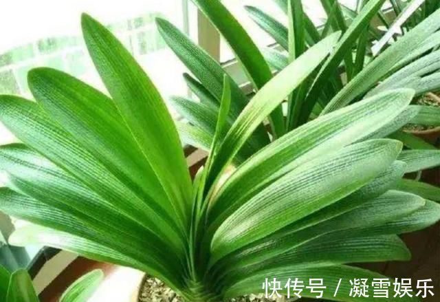夏天|养君子兰，夏天做好4件事，避免黄叶烂根，安全度夏