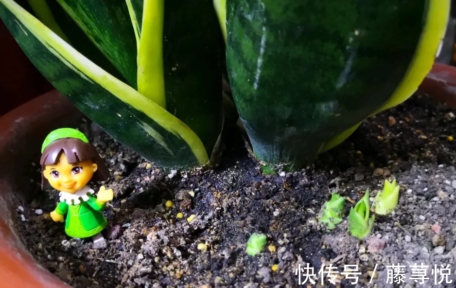 侧芽|冬天虎皮兰,正在“虚弱期”,注意3个要点,小芽一个接一个