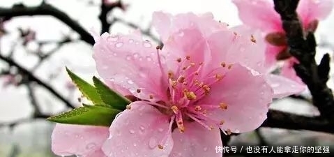 桃花|白居易一首28字小诗,全诗无任何惊艳之处,却能称为诗中珍品