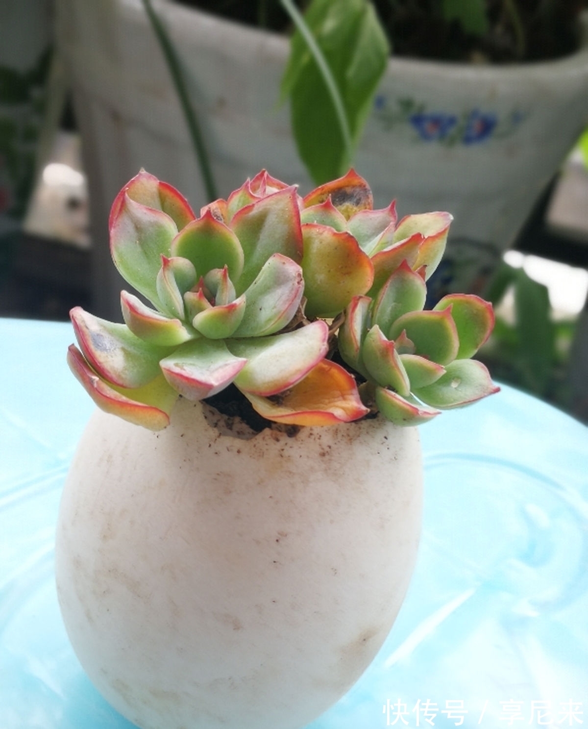 家里的垃圾别丢掉,拿来种多肉,省下一大笔钱