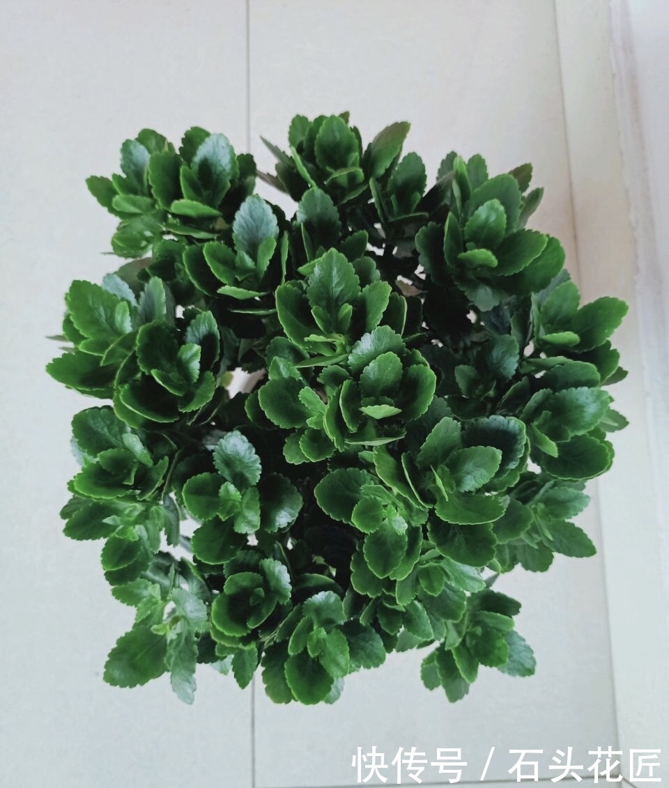 长寿|1盆长寿花长出“25根”花箭,掌握“4个技巧”,你也可以做到