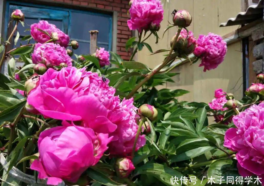 马上进入花期的花,10天一次肥,下个月就开花