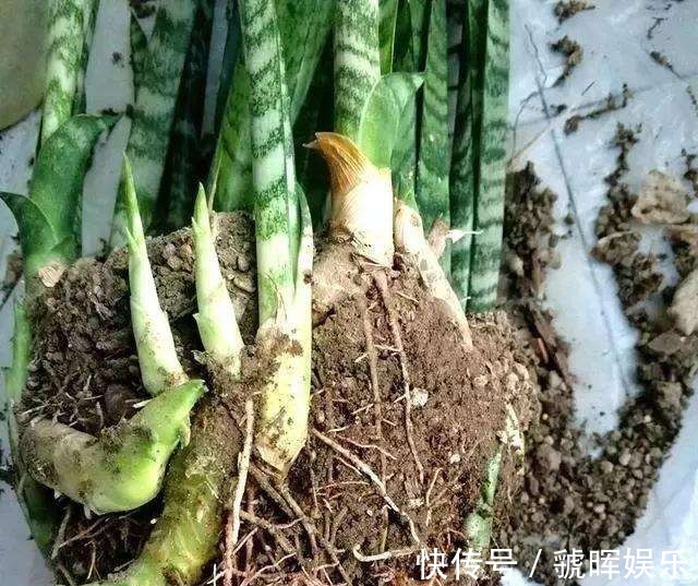 华友们|打开虎皮兰这个神秘机关,疯狂冒芽摁不住,简直把盆撑炸!