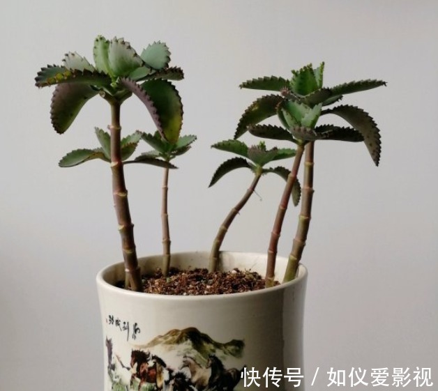 这花太能生崽，恨不得用脚踩，结果越踩长得越多！