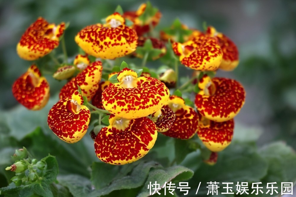 养花试试这几款,多应用在装饰阳台或者室内作为摆设