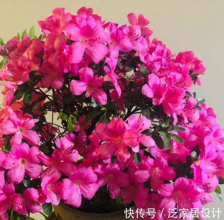 4种花养家里,福旺运旺财更旺,家里财运亨通,旺运一整年