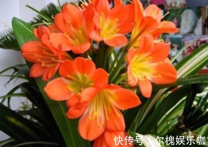 家养4种旺运花,吉祥又喜庆,吉祥富贵,红红火火好运来!