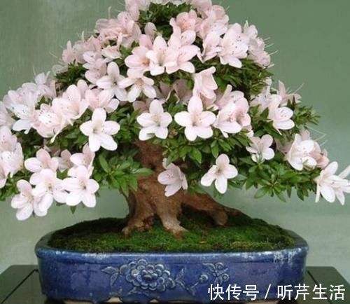 土壤|养花高手教你3招，轻松判断盆栽是否缺水，简单实用，一学就会