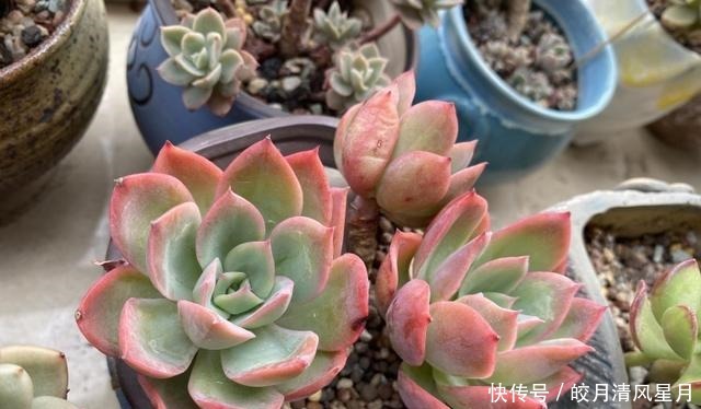 度夏|绿了也是心头肉,开始为度夏担忧!