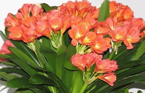 夏天养护君子兰有讲究,这几点千万要做好,否则难以安全度夏