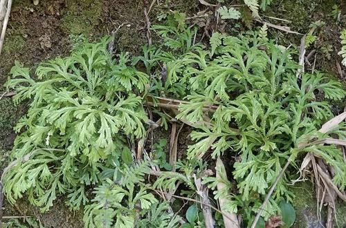 龙鳞草|此草长得很渺小，但见到请高抬贵脚，它价值很高，如今20元一斤