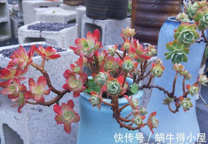 化妆|多肉薄化妆老桩怎么上盆?按这些步骤走起来,服盆后就会很美