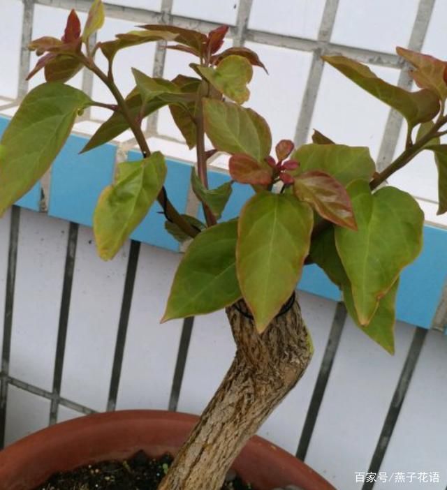 三角梅夏天不爱开花?做好这三点养护,高温天气也能花开满枝