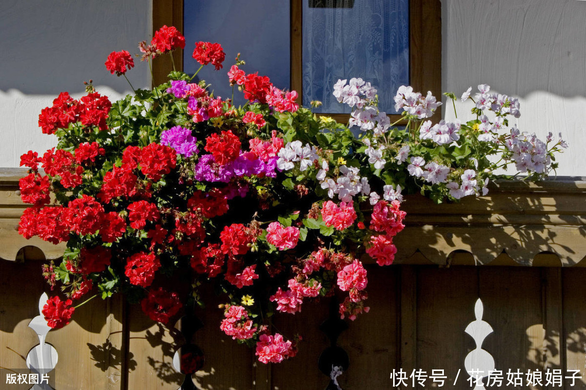 仙客来|到了夏天,7种花浇水越多挂的越快,如何安全度过4个月的休眠期