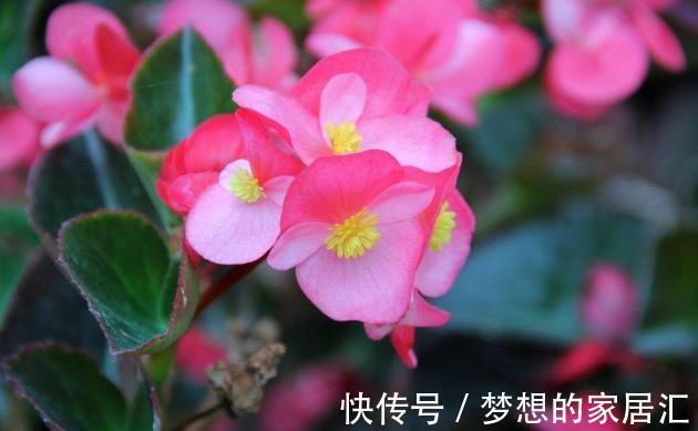 花卉|从9月10日开始,家养此款花卉,耐旱又耐晒,花开大又艳