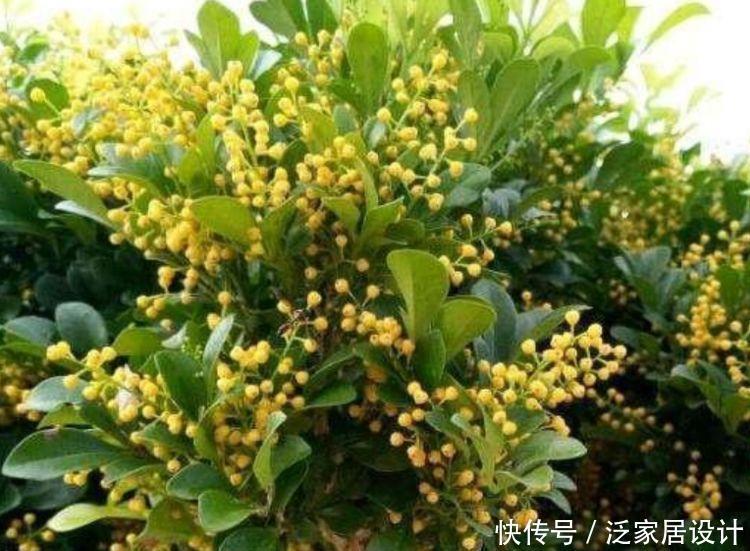 4种花超漂亮，个个美出状态，懒人新手都能养，美爆阳台！