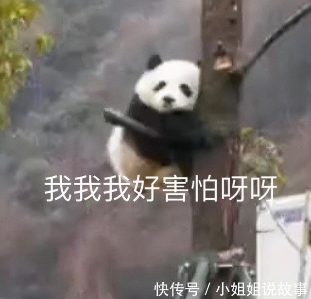 |搞笑表情包更新:再坚持坚持,一辈子很快就过去了