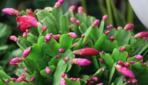  回家|蟹爪兰买回家，花苞干瘪了？此样做，25天满头又花苞