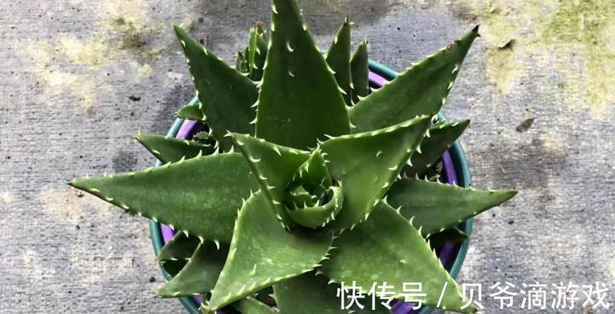 花友们|该怎么种植“家庭小药箱”芦荟？多注意4点，茎叶肥美多汁