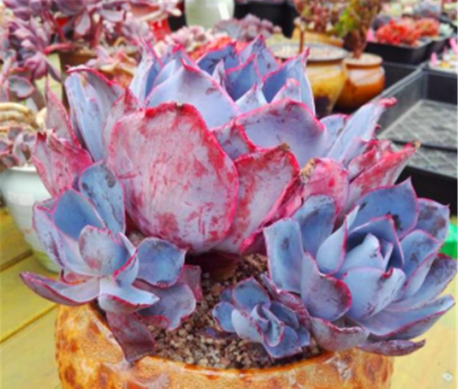 光照|多肉中的“彩霞仙子”,姿态优雅颜色美,牢记5细节,粉嫩高贵