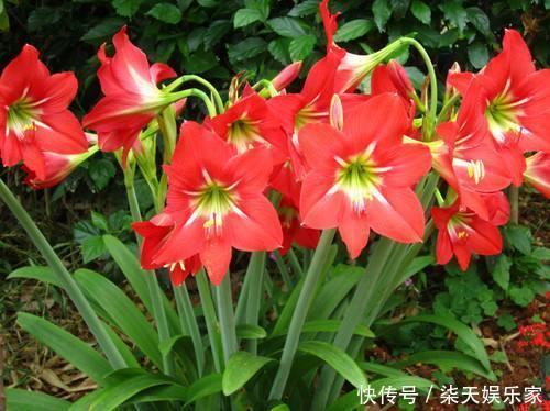 朱顶红|朱顶红开花少老花匠只用“3招”,10天就“爆盆”,花团锦簇