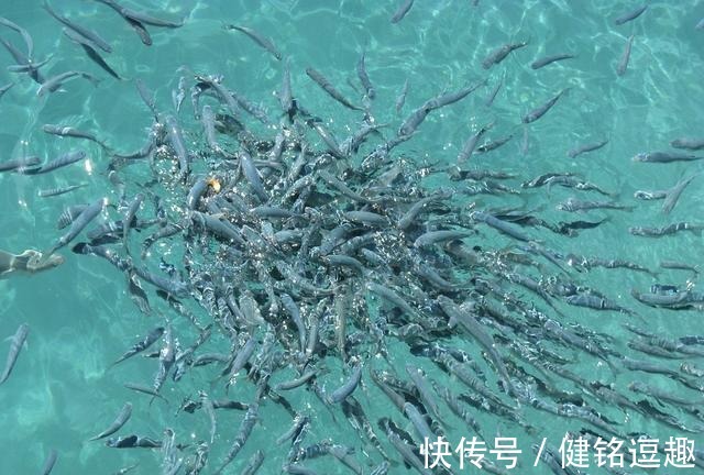 风油精|值得收藏的二十条生活小技巧