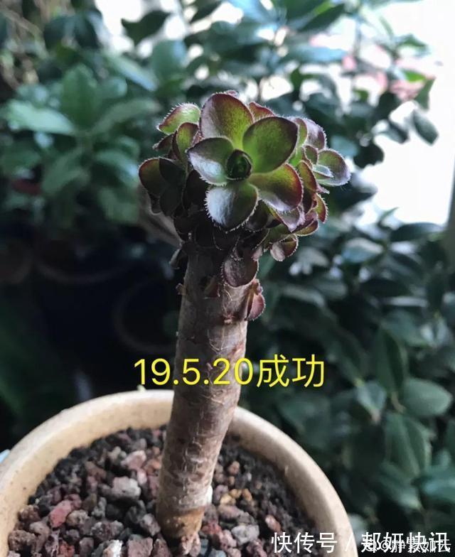 秋天多肉砍1刀，立马爆出一圈芽，1盆变10盆不花钱