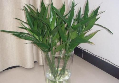 天冷水培富贵竹怕结冰、怕冻伤根部，就抓紧时间上盆土培吧！