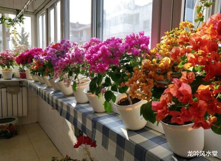 不适宜养在家中的花卉