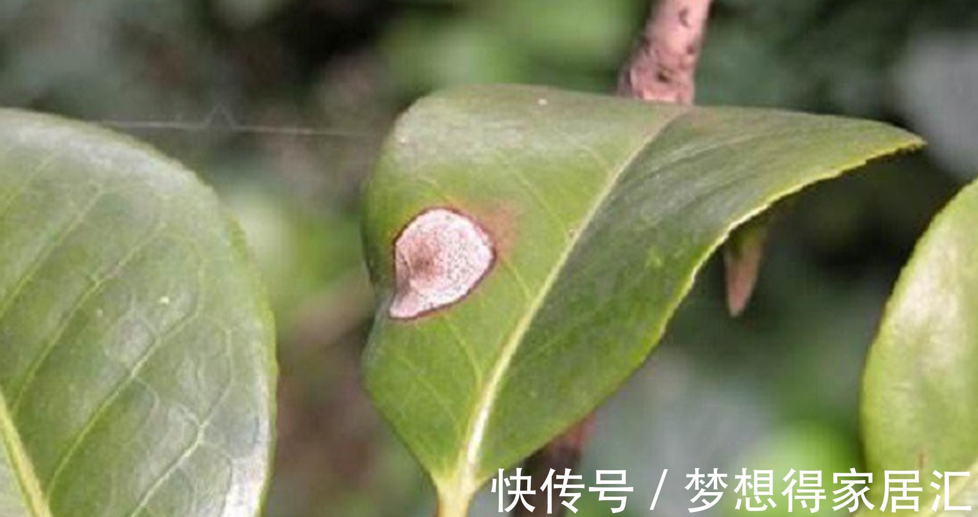 病虫害|茶花夏季经常枯萎死亡,可能是它导致的,及时发现及时治疗