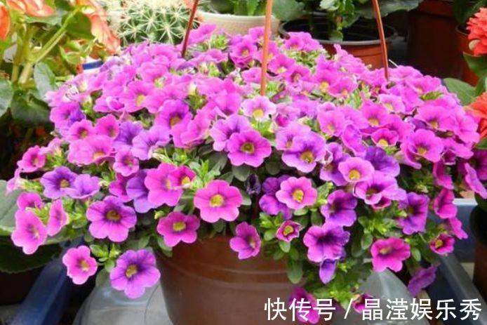 好养|4种便宜花，别小看，开花漂亮花期长，好养又漂亮