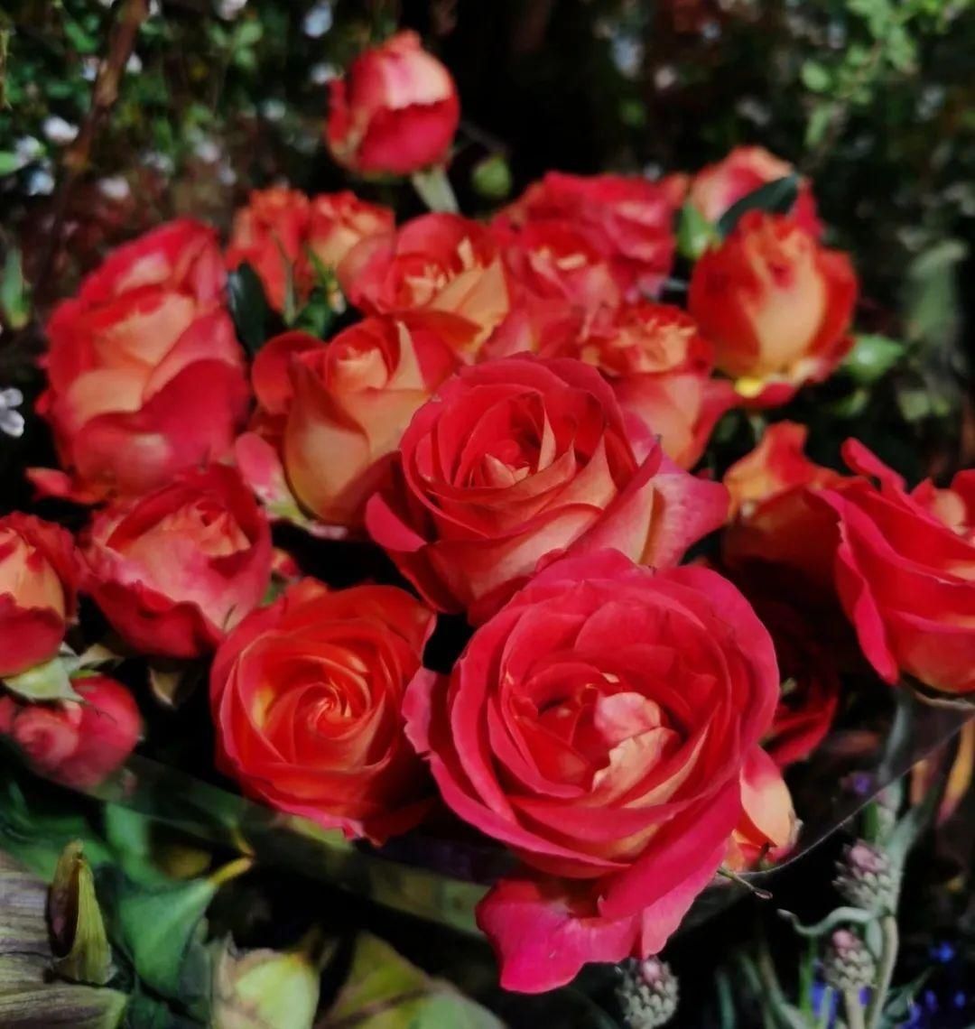 花市散发浓浓年味，这家店天天上新“应景”花！