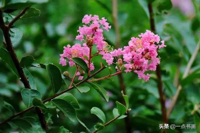 草绿#图文教程——紫薇花的写意画法