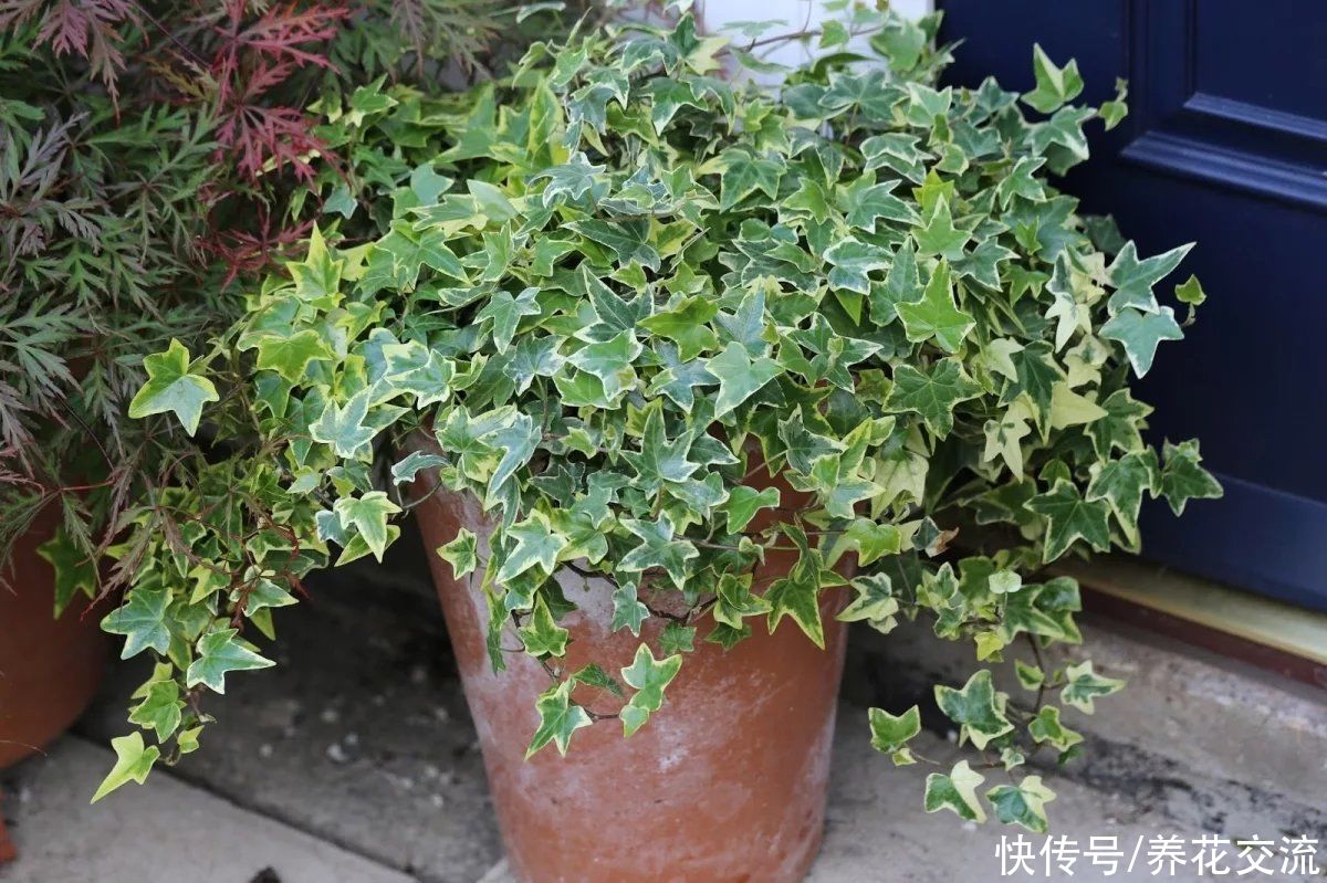 颗粒物|7种可以吸附室内灰尘和颗粒物的绿色观叶植物，可以多养几盆