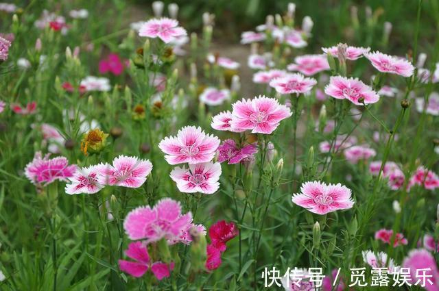 家有小院,养几种“不死花”,年年不用管,花开绚烂,延绵不断