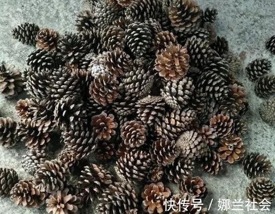 长寿花|君子兰肥到流油,长寿花开不断,原来他用了这个小方法!