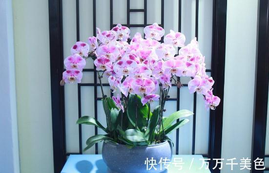 花盆越小开花越好的“皮实”花，塞进小花盆里，好养又好看