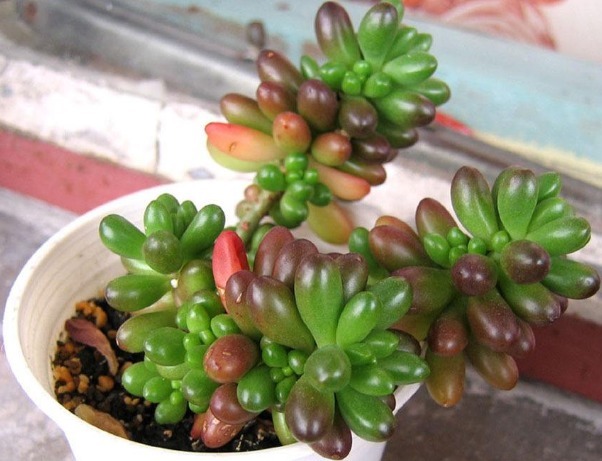 多肉虹之玉无故长气根以下3个原因要了解,轻松解决气根长势好