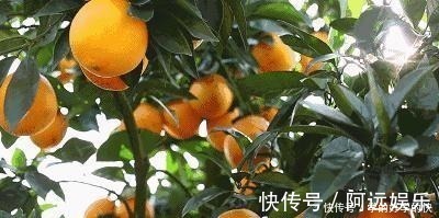 美味|6种美食,建议人到中老年要常吃,营养全面又美味,越吃越健康!