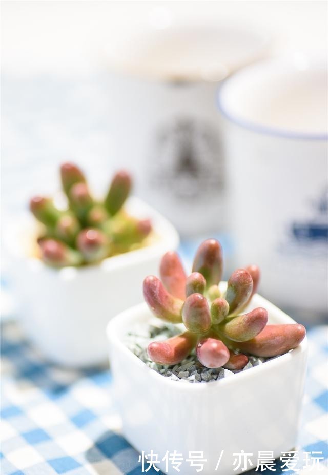 四种“零差评”多肉推荐,颜值不比桃蛋低,还容易成老桩