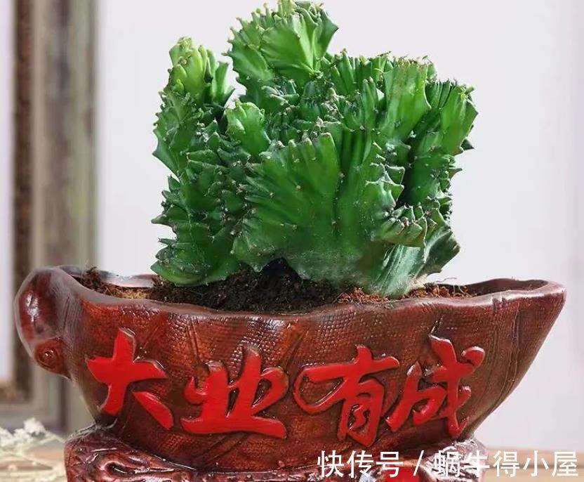 玉麒麟|再节俭也要去花市选6种花,价格不贵,养在家里招“财运”