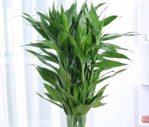 富贵竹枝叶泛黄怎么办从4个方面着手,使其远离黄叶烂根