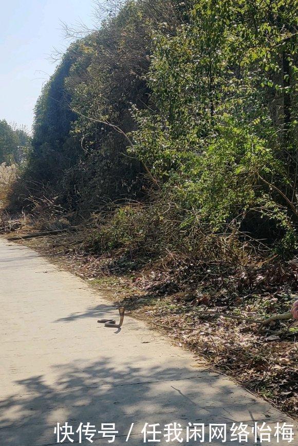 反常升温，广东钓鱼人外出钓鱼遭遇“夺命蛇”拦路，这不冬眠了