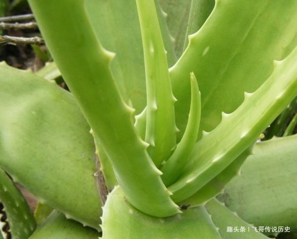 此花叶子像是一把宝剑,宛如少女晶莹剔透的皮肤,寓意着自卑的爱