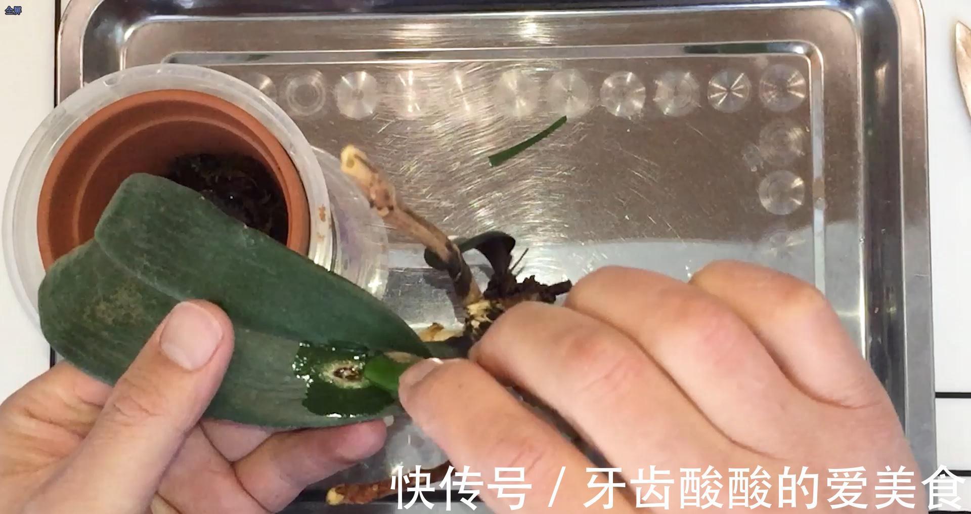 芦荟养兰花,你不知道的秘密,养兰老司机偷偷在使用